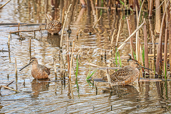 Hudsonian Godwit 24 - May 02, 2025 - Huron Wetland Management District South Dakota