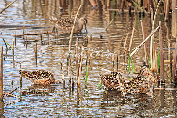 Hudsonian Godwit 25 - May 02, 2025 - Huron Wetland Management District South Dakota