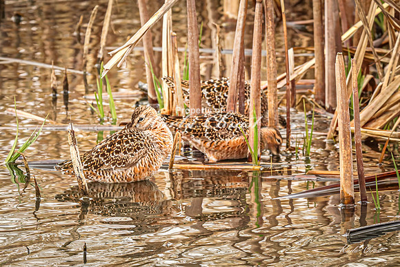 Hudsonian Godwit 26 - May 02, 2025 - Huron Wetland Management District South Dakota