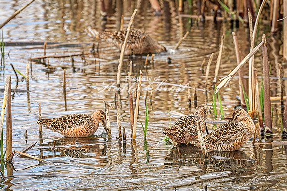 Hudsonian Godwit 28 - May 02, 2025 - Huron Wetland Management District South Dakota