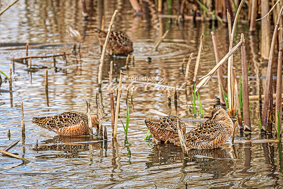 Hudsonian Godwit 27 - May 02, 2025 - Huron Wetland Management District South Dakota