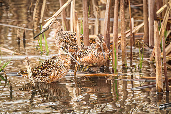 Hudsonian Godwit 29 - May 02, 2025 - Huron Wetland Management District South Dakota