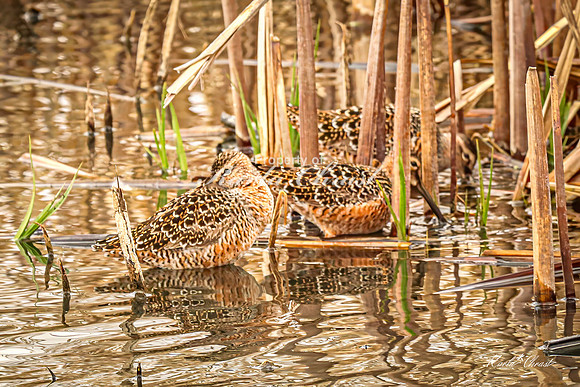 Hudsonian Godwit 30 - May 02, 2025 - Huron Wetland Management District South Dakota