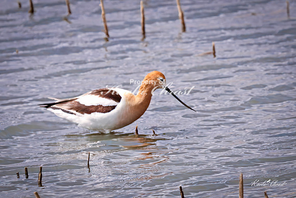 American Avocet 28 - May 02, 2025 - Huron Wetland Management District South Dakota
