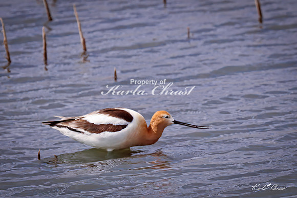 American Avocet 27 - May 02, 2025 - Huron Wetland Management District South Dakota