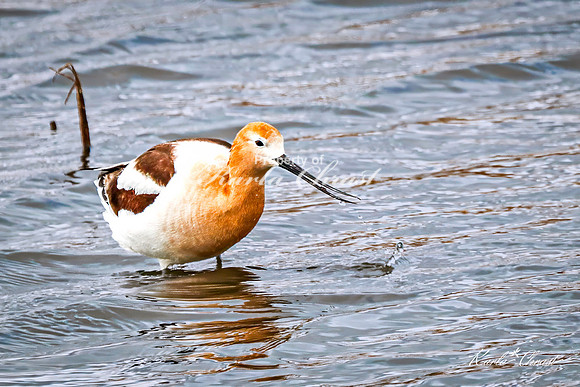 American Avocet 29 - May 02, 2025 - Huron Wetland Management District South Dakota
