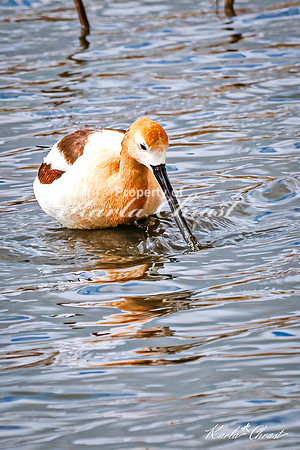 American Avocet 30 - May 02, 2025 - Huron Wetland Management District South Dakota