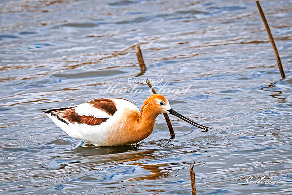 American Avocet 31 - May 02, 2025 - Huron Wetland Management District South Dakota