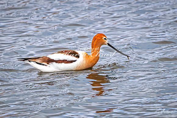 American Avocet 34 - May 02, 2025 - Huron Wetland Management District South Dakota