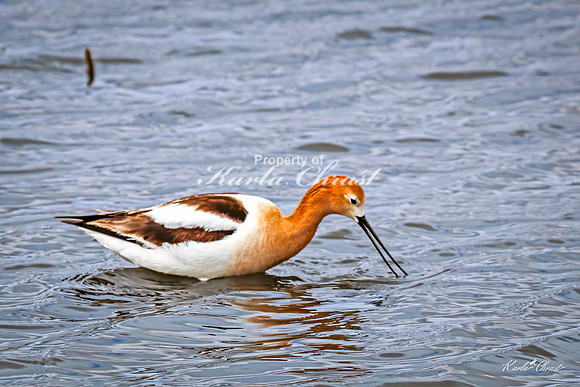 American Avocet 36 - May 02, 2025 - Huron Wetland Management District South Dakota