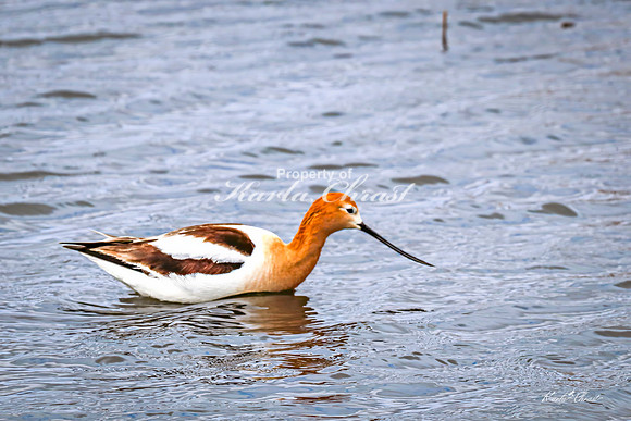 American Avocet 37 - May 02, 2025 - Huron Wetland Management District South Dakota