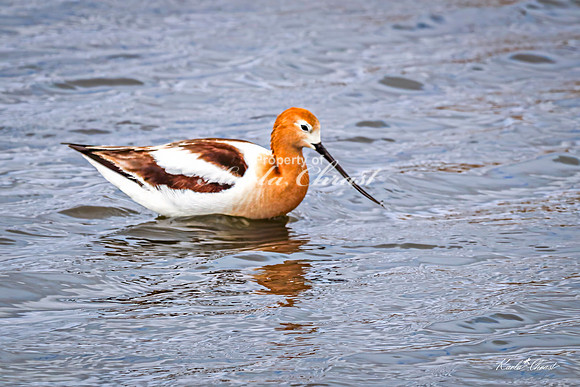 American Avocet 39 - May 02, 2025 - Huron Wetland Management District South Dakota