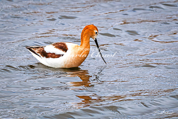 American Avocet 40 - May 02, 2025 - Huron Wetland Management District South Dakota