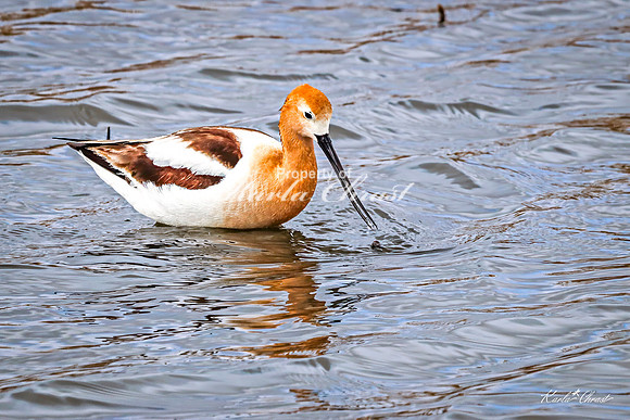 American Avocet 41 - May 02, 2025 - Huron Wetland Management District South Dakota