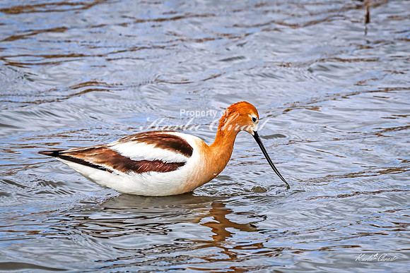 American Avocet 43 - May 02, 2025 - Huron Wetland Management District South Dakota