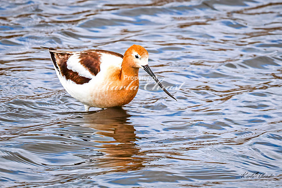 American Avocet 45 - May 02, 2025 - Huron Wetland Management District South Dakota