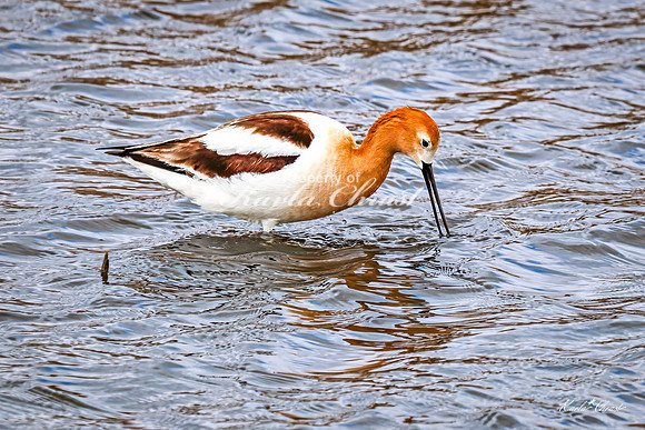 American Avocet 46 - May 02, 2025 - Huron Wetland Management District South Dakota