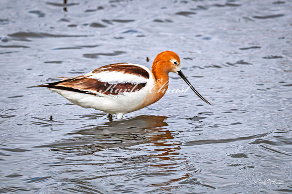 American Avocet 49 - May 02, 2025 - Huron Wetland Management District South Dakota