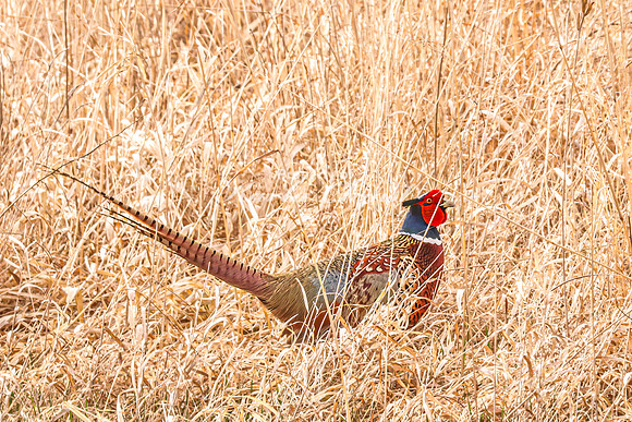 Ring-necked Pheasant, Male 49- April 21, 2025 Lake Alice Rural South Dakota