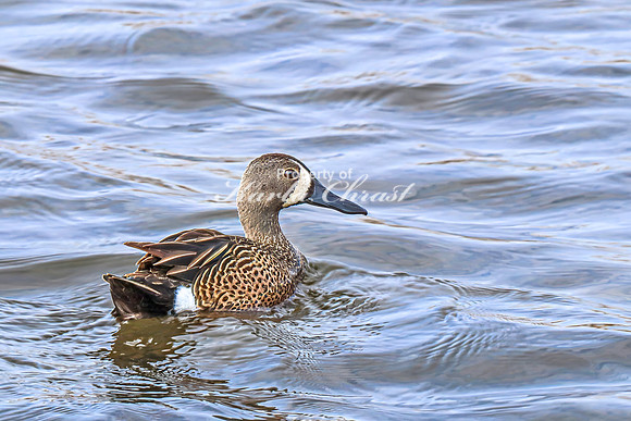 Blue-winged Teal 11 - April 21, 2025 Lake Alice Rural South Dakota