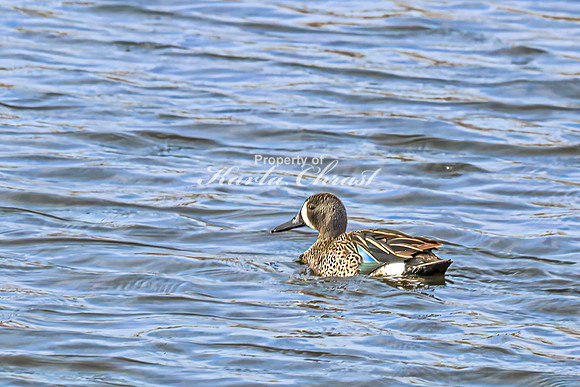 Blue-winged Teal 12 - April 21, 2025 Lake Alice Rural South Dakota