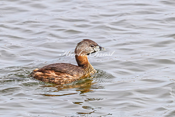 Pied-billed Grebe 10 - April 21, 2025 Lake Alice Rural South Dakota