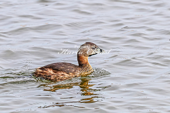 Pied-billed Grebe 11 - April 21, 2025 Lake Alice Rural South Dakota