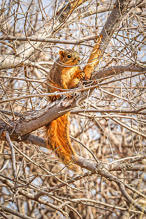Fox Squirrel 36 - April 21, 2025 Lake Alice Rural South Dakota