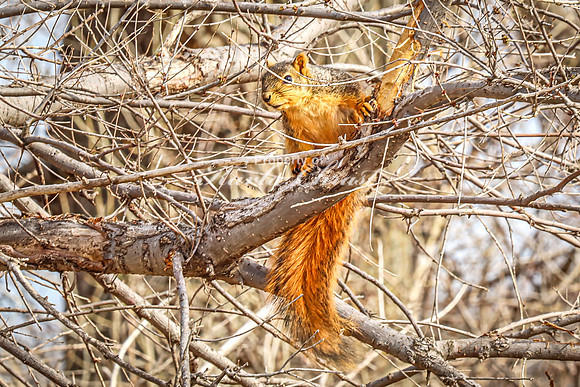 Fox Squirrel 38 - April 21, 2025 Lake Alice Rural South Dakota