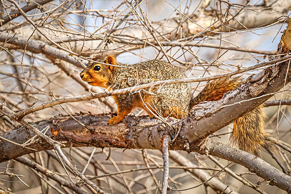 Fox Squirrel 39 - April 21, 2025 Lake Alice Rural South Dakota