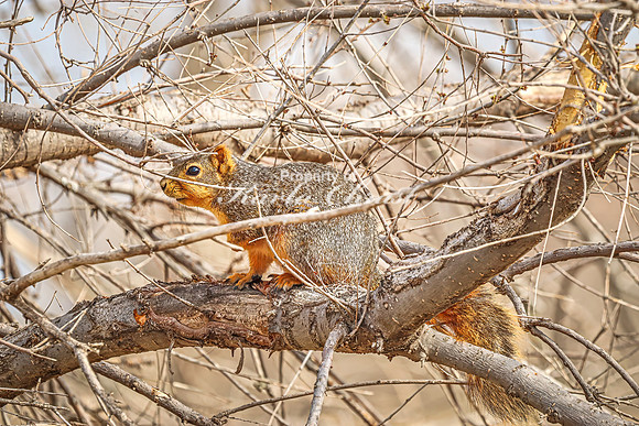 Fox Squirrel 40 - April 21, 2025 Lake Alice Rural South Dakota