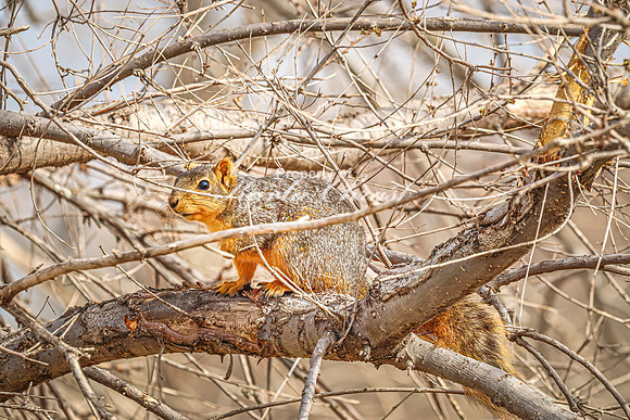 Fox Squirrel 41 - April 21, 2025 Lake Alice Rural South Dakota