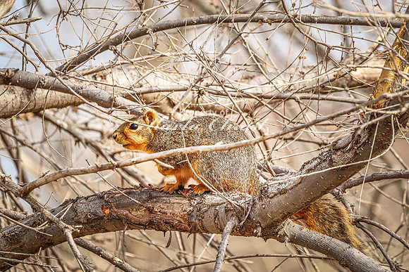 Fox Squirrel 42 - April 21, 2025 Lake Alice Rural South Dakota