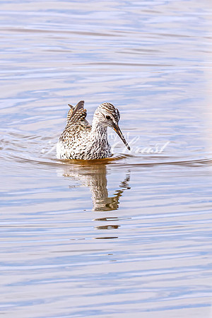 Greater Yellowlegs 49 - April 21, 2025 Lake Alice Rural South Dakota