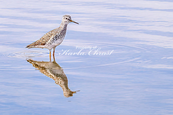 Greater Yellowlegs 50 - April 21, 2025 Lake Alice Rural South Dakota