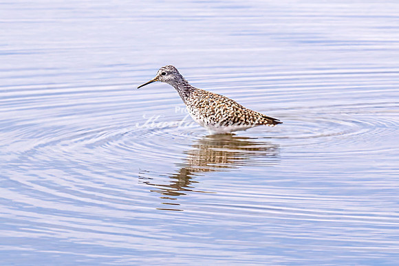 Greater Yellowlegs 54 - April 21, 2025 Lake Alice Rural South Dakota