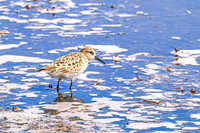 Baiird's Sandpiper 2 - April 21, 2025 Lake Alice Rural South Dakota