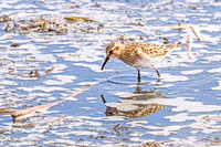 Baiird's Sandpiper 4 - April 21, 2025 Lake Alice Rural South Dakota