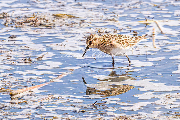 Baiird's Sandpiper 4 - April 21, 2025 Lake Alice Rural South Dakota