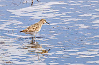 Baiird's Sandpiper 5 - April 21, 2025 Lake Alice Rural South Dakota