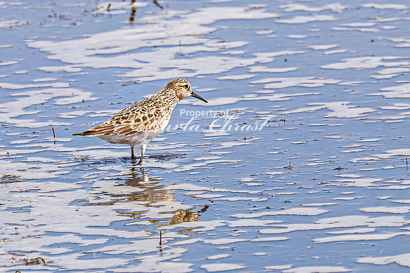 Baiird's Sandpiper 5 - April 21, 2025 Lake Alice Rural South Dakota