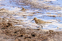 Baiird's Sandpiper 6 - April 21, 2025 Lake Alice Rural South Dakota