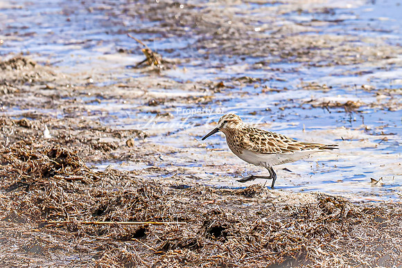Baiird's Sandpiper 6 - April 21, 2025 Lake Alice Rural South Dakota