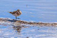 Baiird's Sandpiper 7 - April 21, 2025 Lake Alice Rural South Dakota