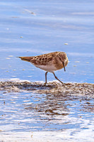 Baiird's Sandpiper 8 - April 21, 2025 Lake Alice Rural South Dakota