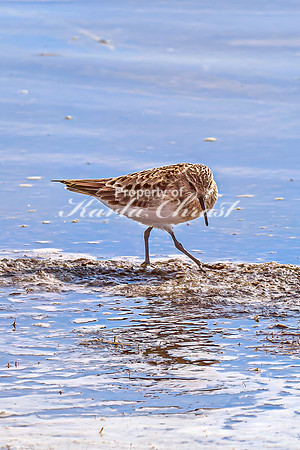 Baiird's Sandpiper 8 - April 21, 2025 Lake Alice Rural South Dakota