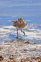 Baiird's Sandpiper 9 - April 21, 2025 Lake Alice Rural South Dakota