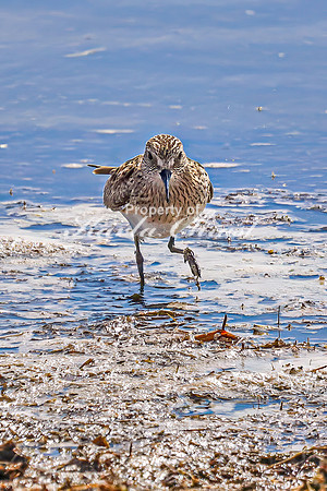 Baiird's Sandpiper 9 - April 21, 2025 Lake Alice Rural South Dakota