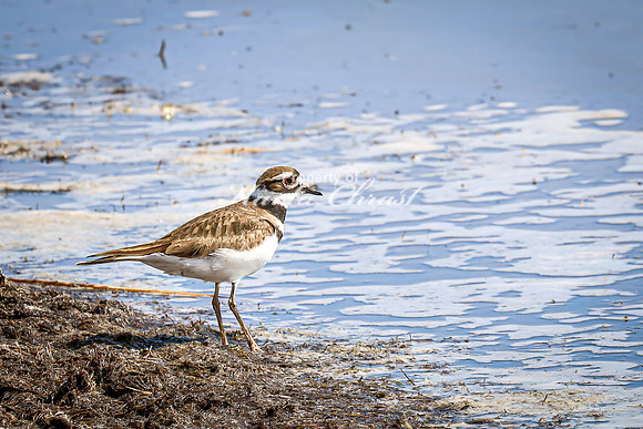 Killdeer 11 - April 21, 2025 Lake Alice Rural South Dakota