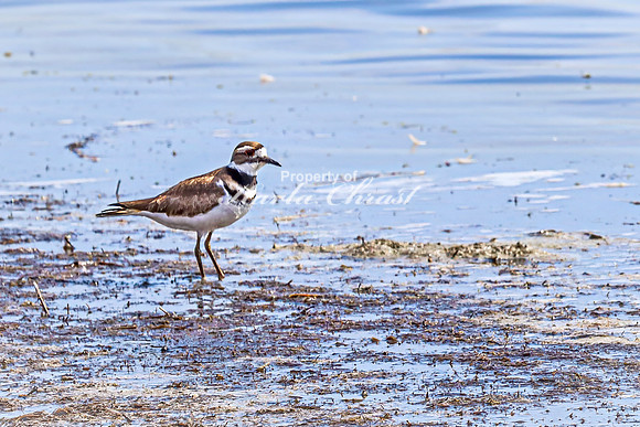Killdeer 12 - April 21, 2025 Lake Alice Rural South Dakota